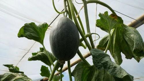 探瓜吃瓜,揭秘夏日消暑美食之旅